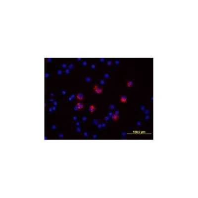 Antibody, Human/Primate IL-6 Biotinylated Antibody, 50 &micro;g