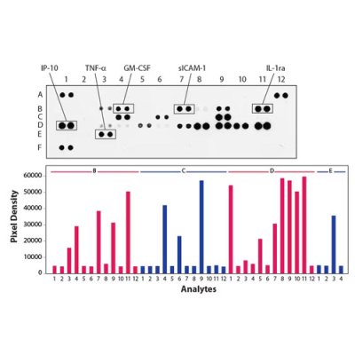 Array Kit, Proteome Profiler Mouse Cytokine Array Kit, Panel A, 1 Kit