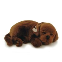 Betsie the Labrador makes a great companion for those with cognitive loss or dementia