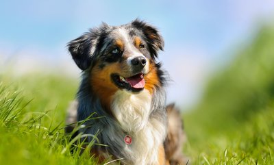 7 signs your pet has sensitive skin