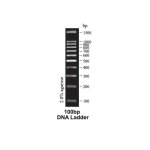 DNA Ladder, 100bp Molecular Weight Marker