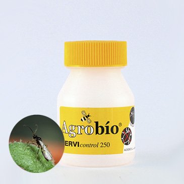 ErviControl - Aphidius ervi - 250 mummies