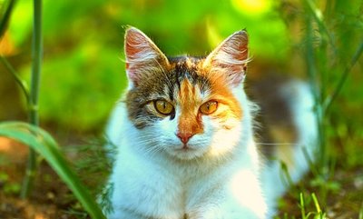 7 signs your pet has a sensitive stomach
