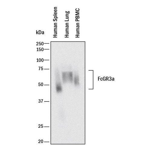 Antibody, Human Fc gamma RIIIA/B (CD16) Antibody, 100 &micro;g