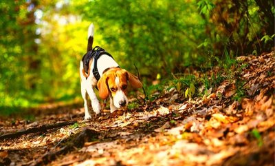 5 ways to stop your dog eating poo!