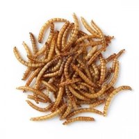 Extra Select Mealworms