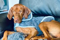 Henry Wag Drying Coat S 40cm Grey x 1