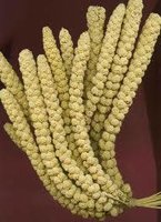 Chinese Millet Sprays - Large 15kg [Zero VAT]