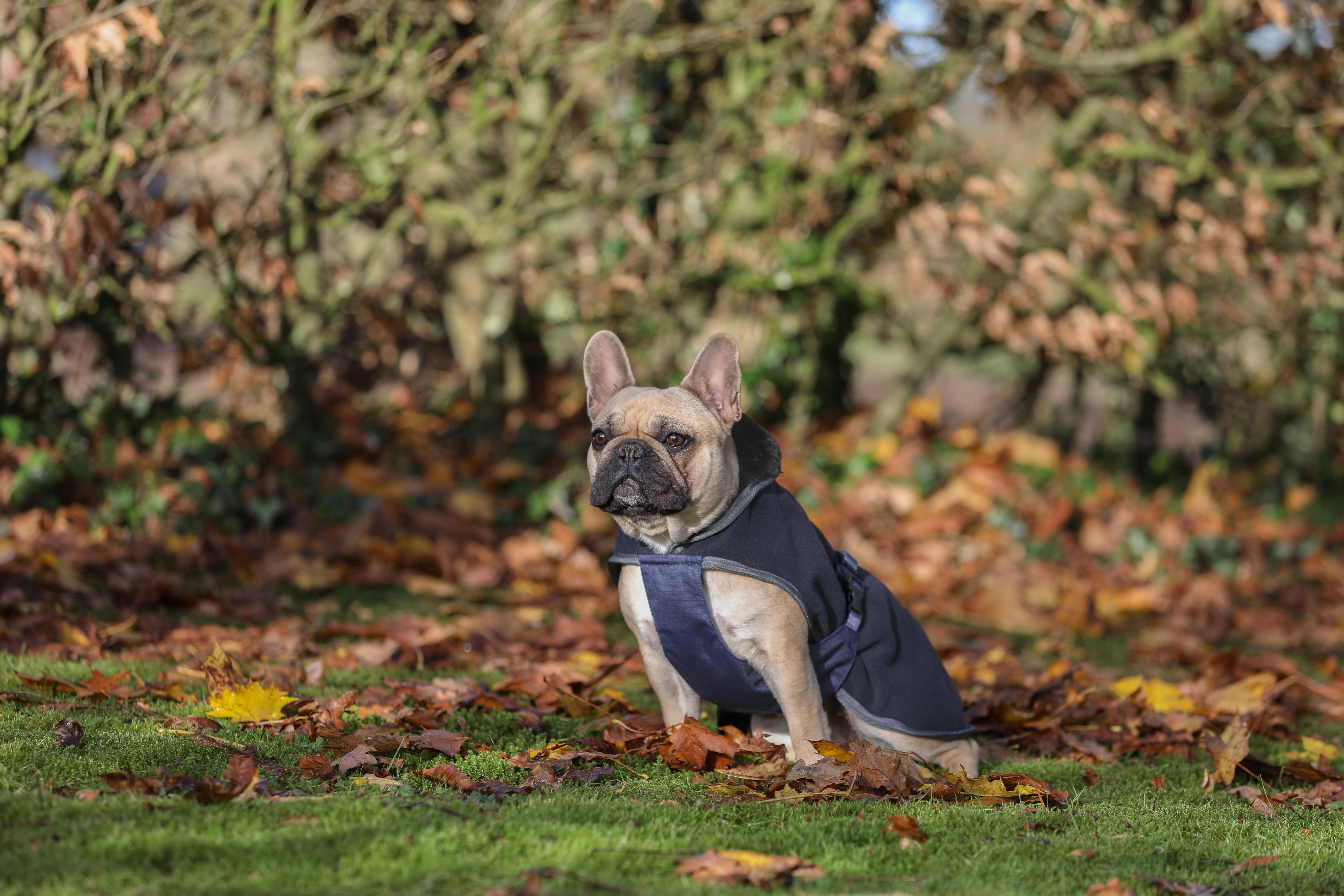 Show-Line Dog Rug 50cm Navy/Grey
