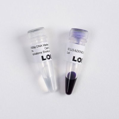 DNA Marker 50 to 1,000bp, 50bp - 1,000bp (500ul)