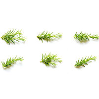 Fresh Rosemary 50g