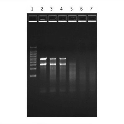 FlashGel&reg; System for RNA Starter Pack Contains: Cassettes, Sample Buffer, RNA Marker, Water. Dock so