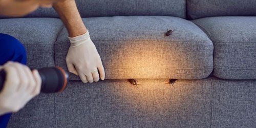 Pest Control