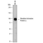 Antibody, Human Fibroblast Activation Protein alpha/FAP Antibody, 100 &micro;g