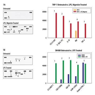 Array Kit, Proteome Profiler Human Cytokine Array Kit, 1 Kit