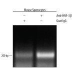 Antibody, Human HNF-3 beta/FoxA2 Antibody, 100 &micro;g