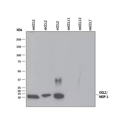 Antibody, Mouse CCL2/JE/MCP-1 Antibody, 100 &micro;g
