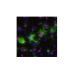 Antibody, Human/Mouse/Rat Olig2 Antibody, 100 &micro;g