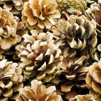 Regular Pine Cones 25