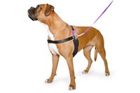 * Ancol Pure Dog Listener Harness & Lead Set X-Large Size 8-9 x 1