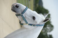 Halter Dublin Pony Navy/Orange