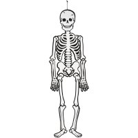 Glow in the Dark Skeleton H:120cm - 300g 