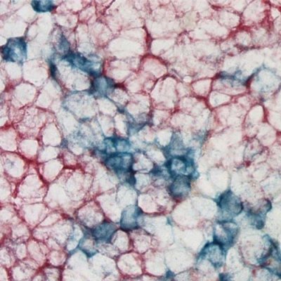TrueBlue Peroxidase Substrate