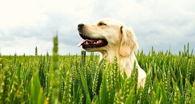 How to deal with a 'hyper' dog