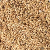 Plain Canary Seed 20kg