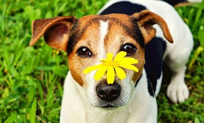 6 signs your pet is becoming a ‘senior’