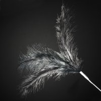 3 Feathers Spray Black  (H)28cm - Pack of 36