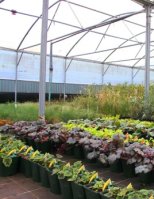 Polytunnel Sheet - Sunmaster Diffused