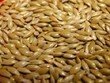 J&J Plain Canary Seed 20kg [Zero VAT]