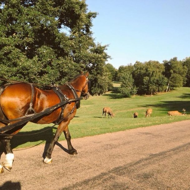 Horse Carriage
