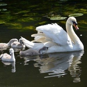 Swans