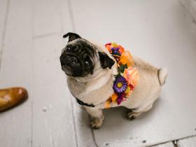 Image of Briar Rose Design