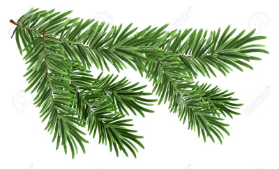 branche de sapin naturelle