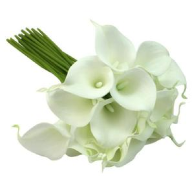 Calla blanche