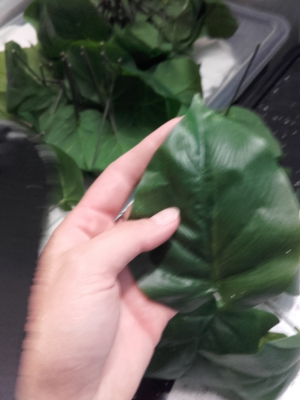 Feuille de galax