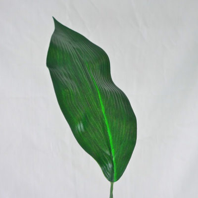 Feuille longue