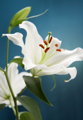 Lys