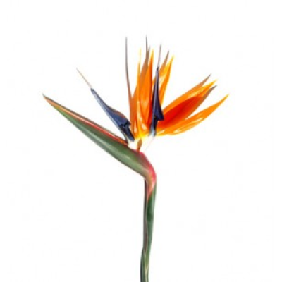 Oiseau du paradis