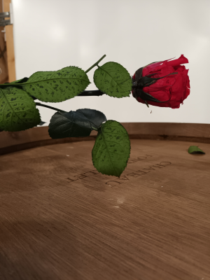 Rose eternelle