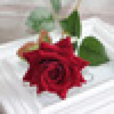 Rose rouge mousse