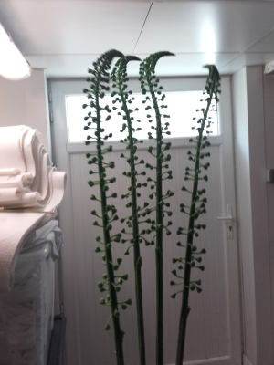 Tige à pois