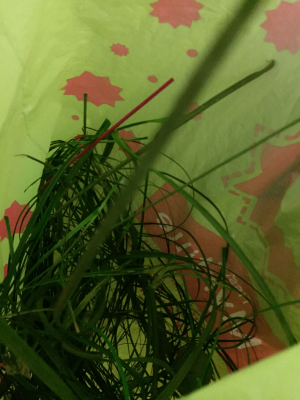 tige vert souple