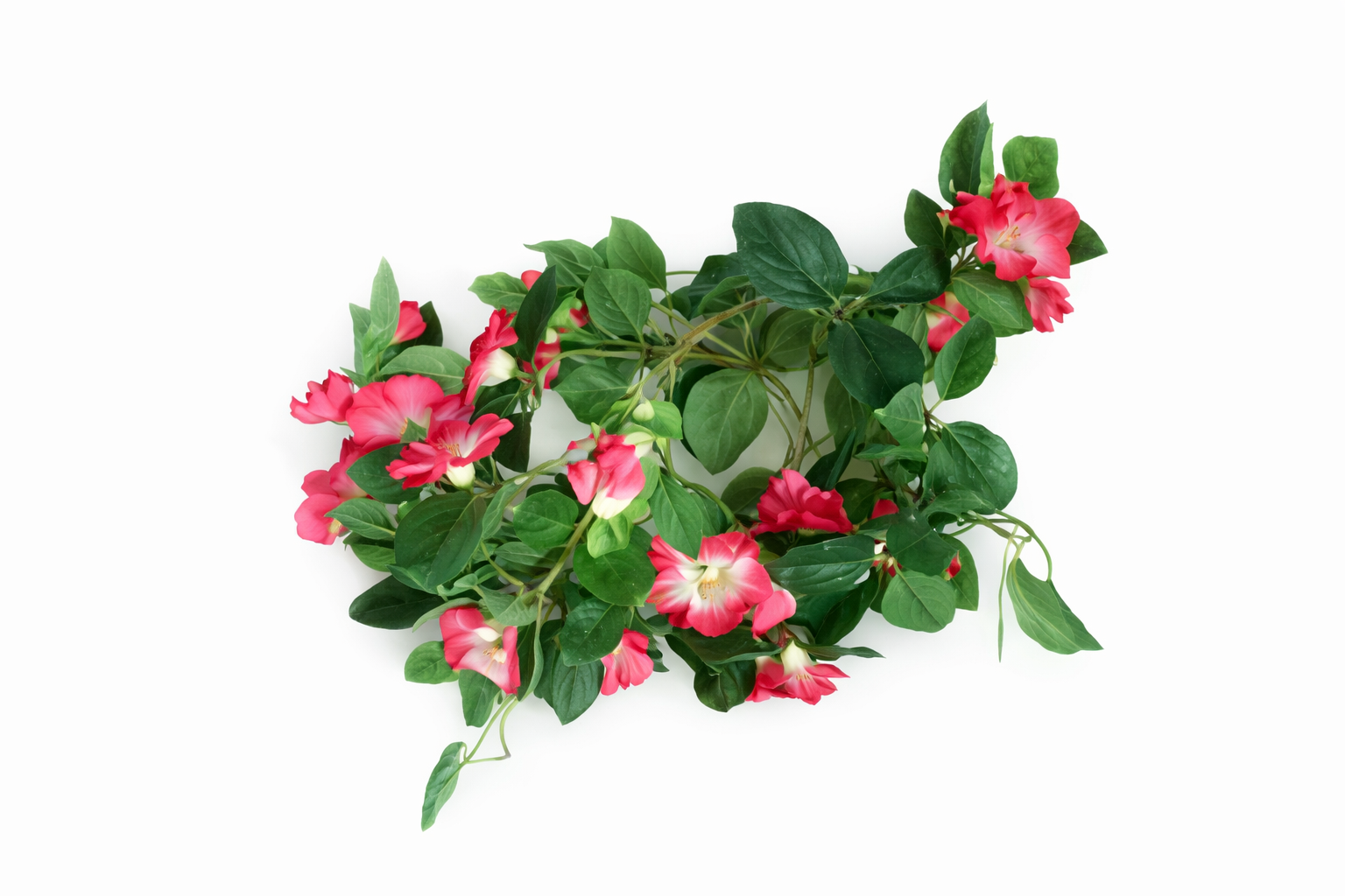 Guirlande Belle de jour grimpante fushia