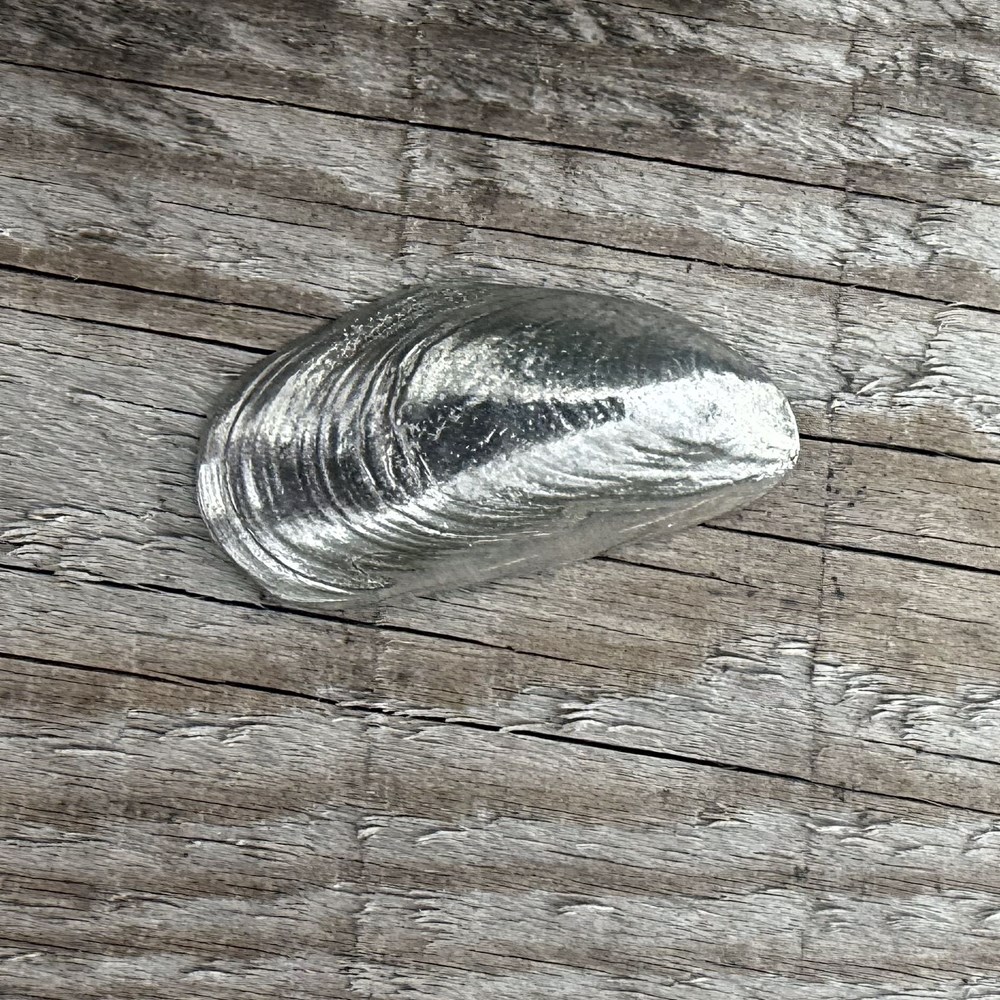 Cast Pewter Mussel Shell Ornament Cast Pewter Mussel Shell Ornament