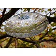 Tree Of Life Pewter Bowl