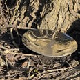 Paisley Pewter Bowl